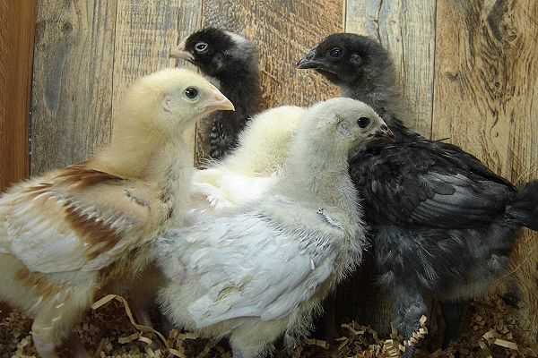 5 Pullet Chicks Week 3 - Steel Blue, Barred Rock, Amber White, Lavendar Orpington, & Gold Comet